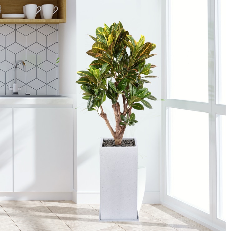 [Seoul/Gyeonggi-do]Croton 140cm 522039