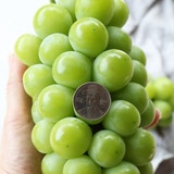 샤인머스캣&애플망고&골드망고세트3.7kg