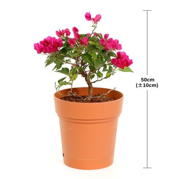 부겐베리아 50cm 부겐베리아 50cm