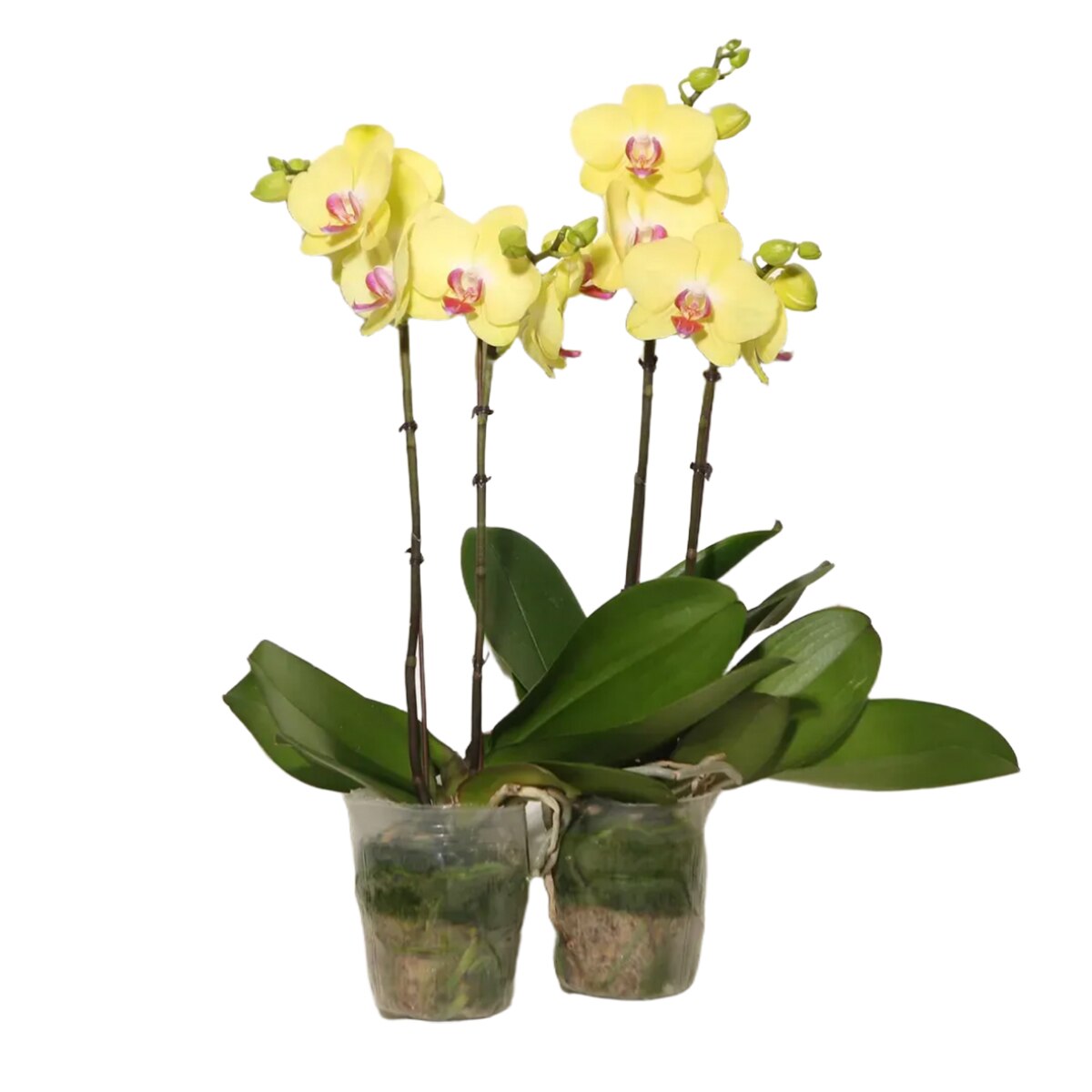 호접란 2팩 재배분 45cm - 연노랑