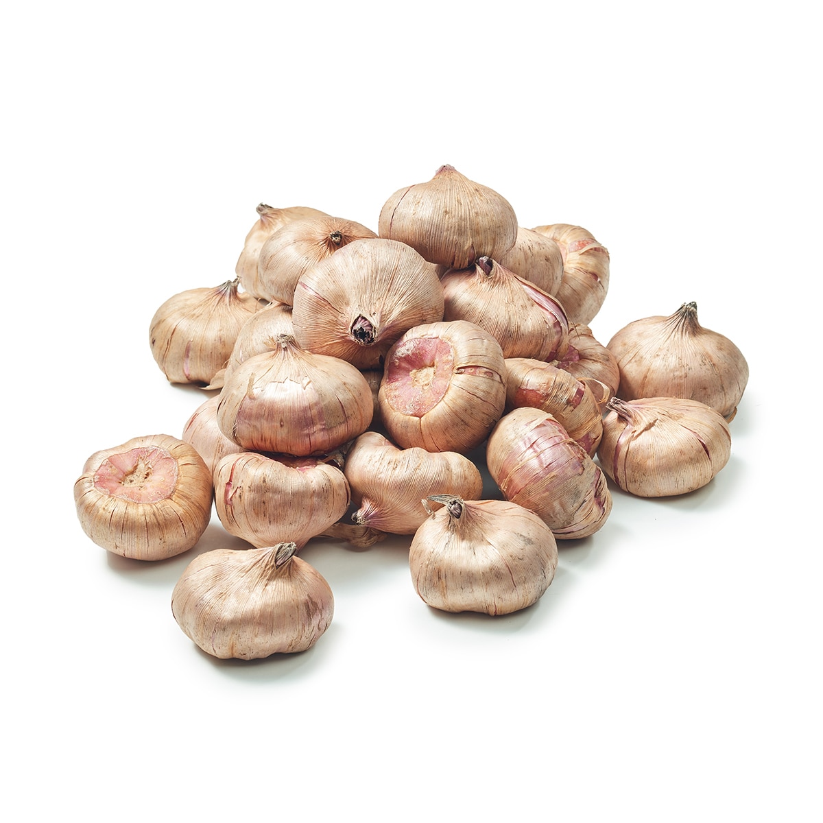 글라디올러스 구근 / 최소구매 2 - 트레이더혼 글라디올러스 구근 / 최소구매 2 - 트레이더혼