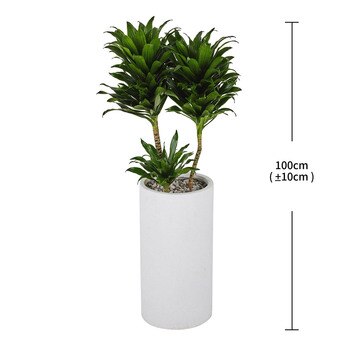 콤팩타 100cm 콤팩타 100cm