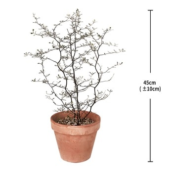 코로키아 토분 45cm