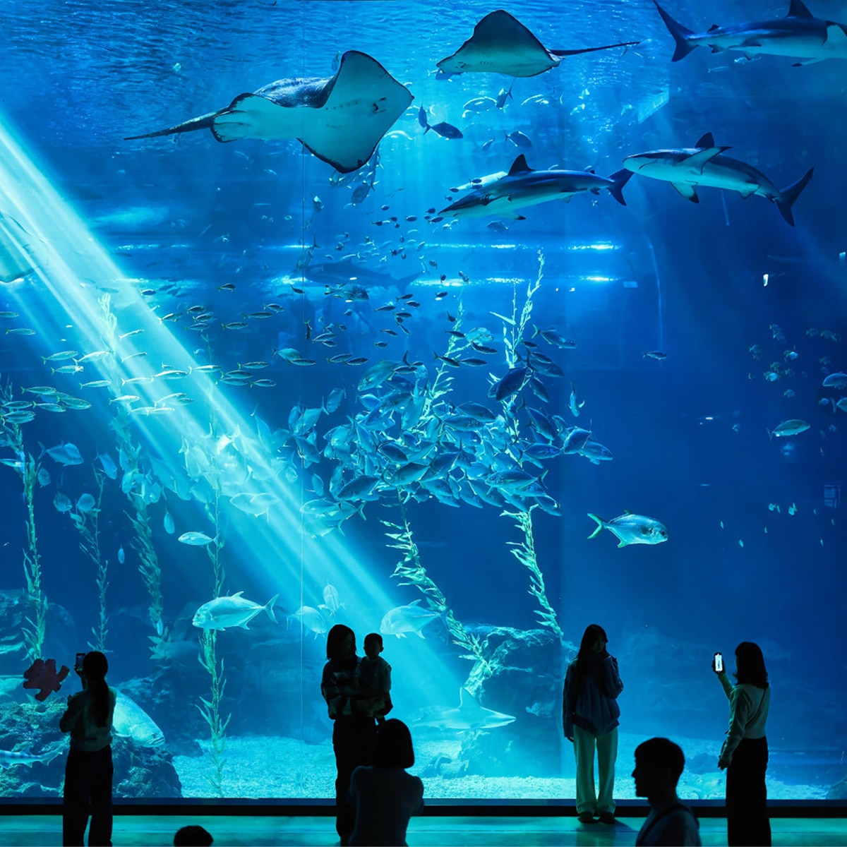 아쿠아플라넷 이용권 (제주점)