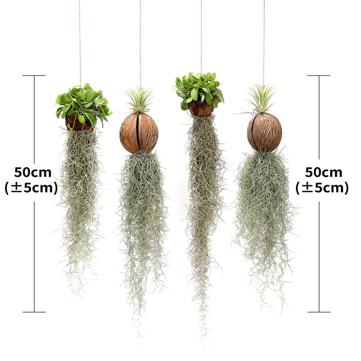 Air Plant 4 Pack 622630