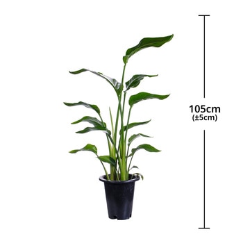 [서울/경기배송] 극락조 재배분 105cm