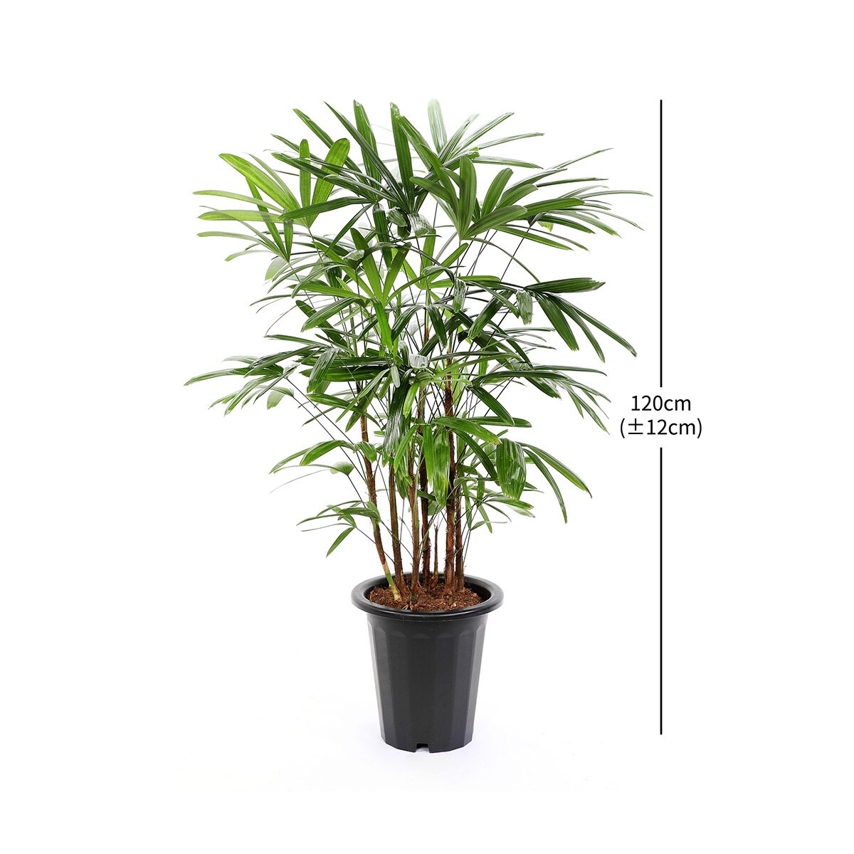 [Seoul/Gyeonggi-do] Lady Palm Grower Pot 120cm