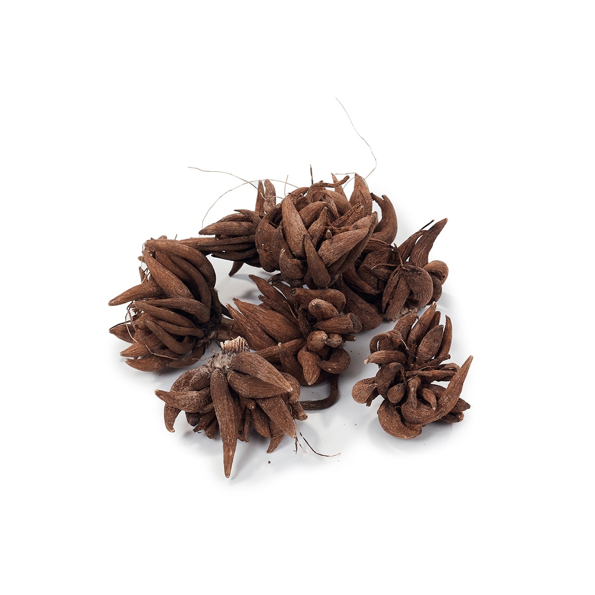 라넌큘러스 구근 / 최소구매 2 - 로사치아로 라넌큘러스 구근 / 최소구매 2 - 로사치아로