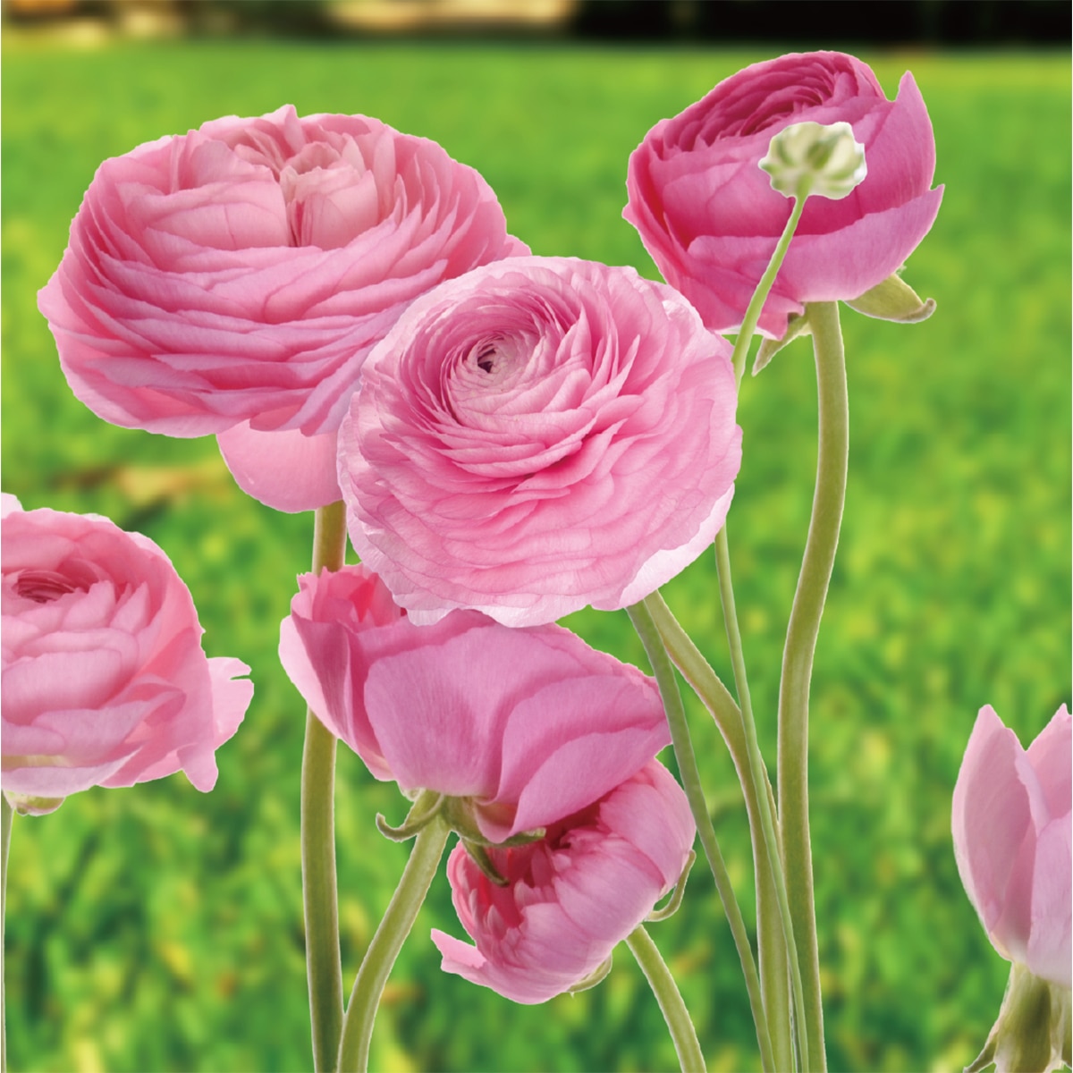 라넌큘러스 구근 / 최소구매 2 - 로사치아로 라넌큘러스 구근 / 최소구매 2 - 로사치아로