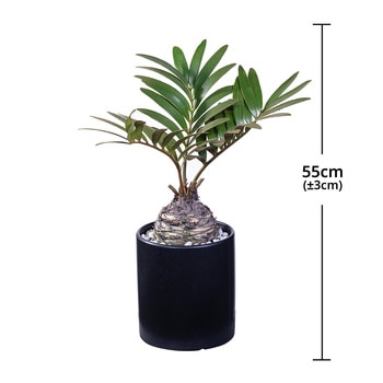 [서울/경기배송] 멕시코 소철 화분 55cm