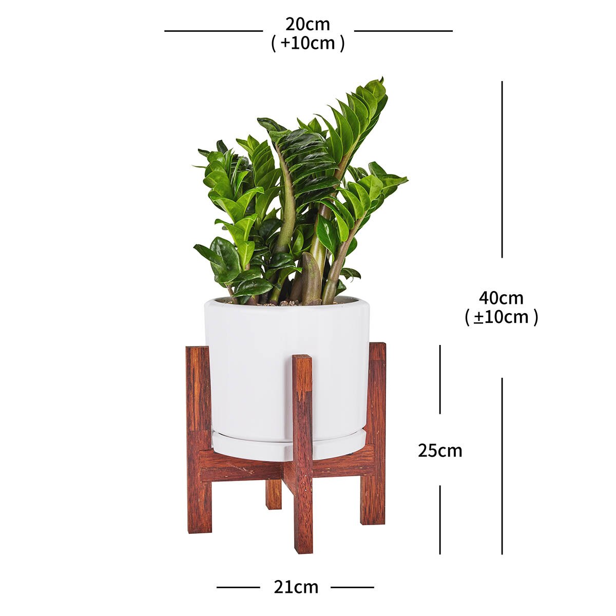 보석금전수 우드스탠드 포함, 40cm