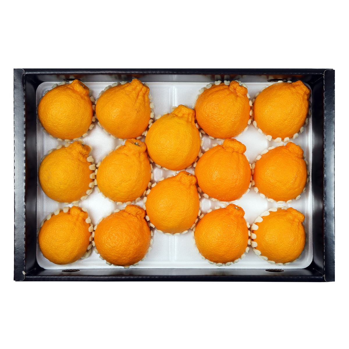 제주 한라봉선물세트 5kg(9~16입)