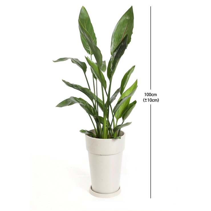 Treveler's Tree 100cm 632272