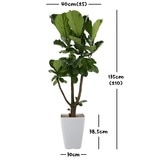 떡갈고무나무 135cm