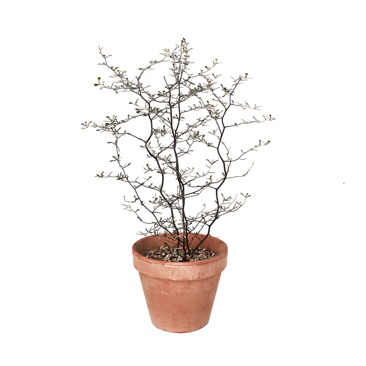 코로키아 토분 45cm