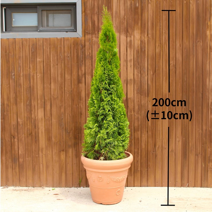 에메랄드 그린 2.0m 에메랄드 그린 2.0m