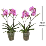 호접란 2팩 재배분 45cm - 핑크 호접란 2팩 재배분 45cm - 핑크