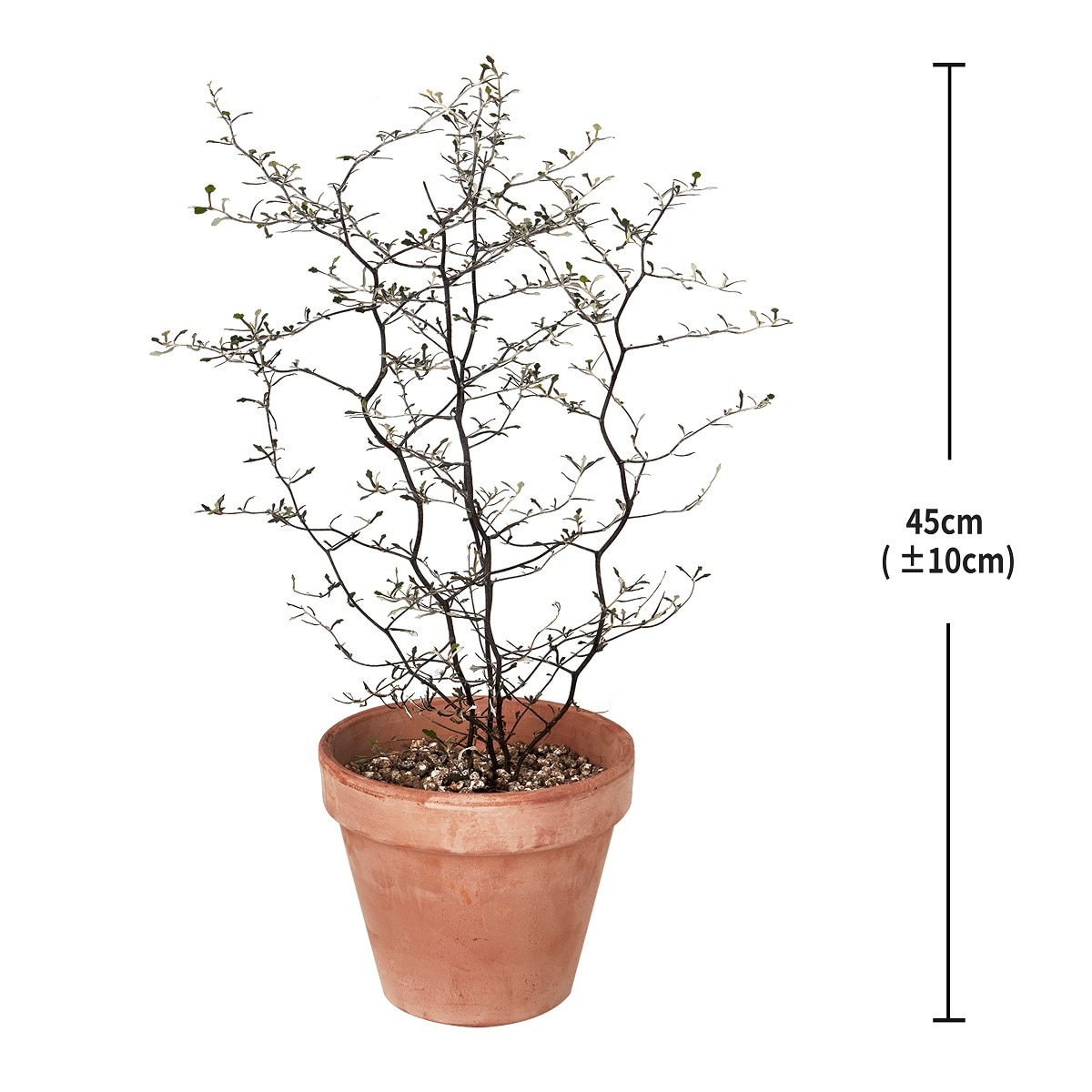 코로키아 토분 45cm