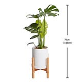 몬스테라 우드 스탠드 포함 70cm