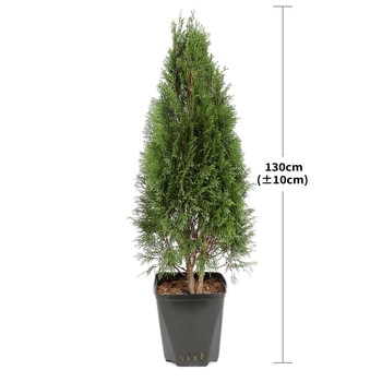 에메랄드 그린 130cm 에메랄드 그린 130cm