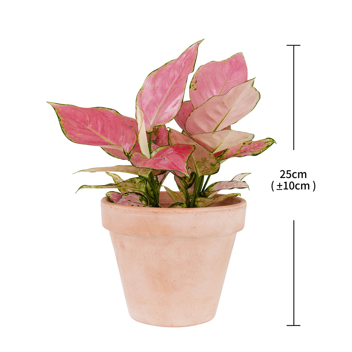 아글라오네마 토분, 25cm