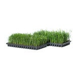맥문동 210팩 15cm 맥문동 210팩 15cm