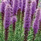 리아트리스 구근 / 최소구매 2 리아트리스 구근 / 최소구매 2