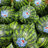 수박３호 ( 7kg 미만 )