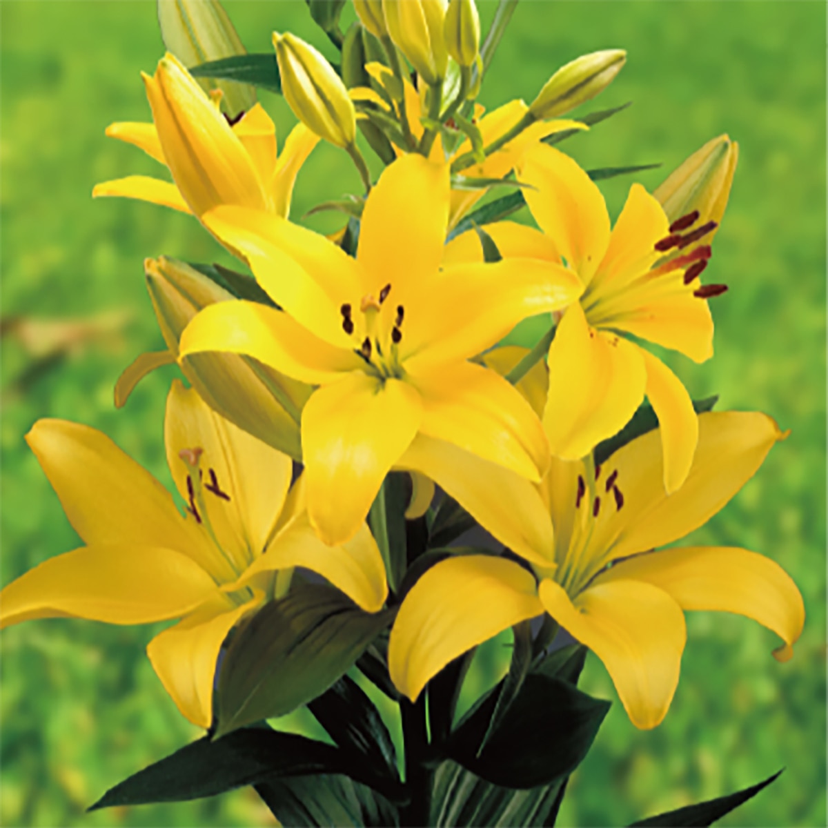 릴리 아시아틱 구근 / 최소구매 2 - 파비아