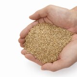 KG 톨훼스큐 잔디 씨앗 3kg