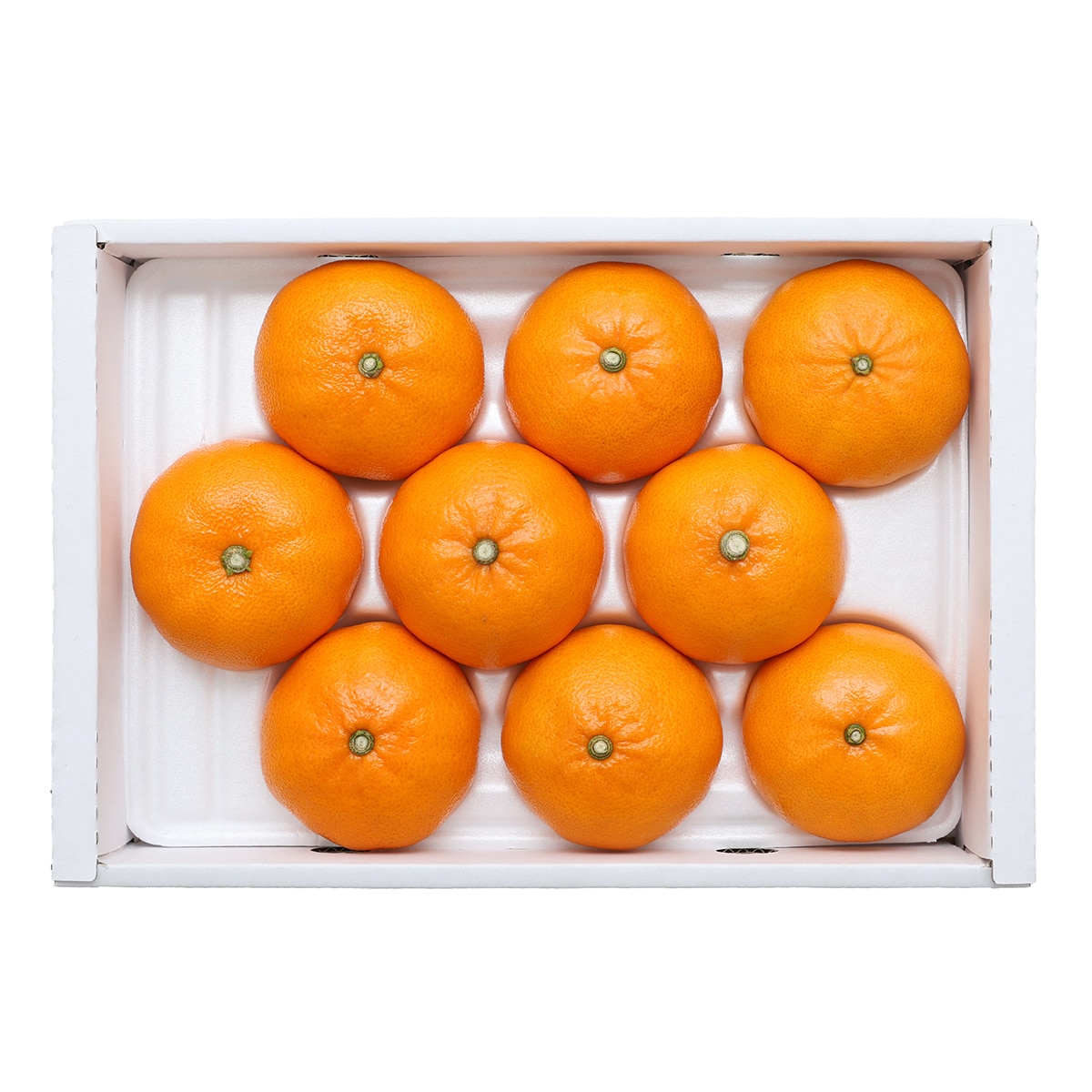 제주 천혜향 선물세트 3kg 9~12입