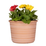 포럼 레진 화분 3개 - 테라코타 포럼 레진 화분 3개 - 테라코타