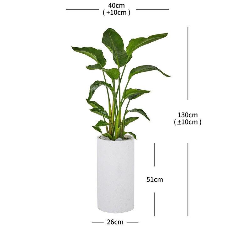 [서울/경기배송]여인초 130cm - 화이트 화분