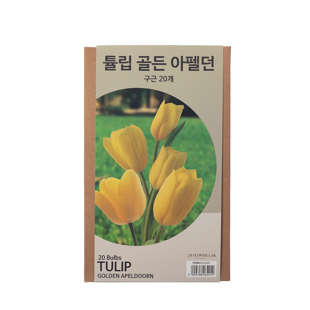 튤립 구근 / 최소구매 2 - 골든 아펠던