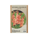 글라디올러스 구근 / 최소구매 2 - 에스타보니타