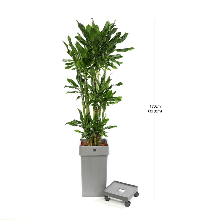 [Seoul/Gyeonggi-do]Lucky Bamboo,175cm,Caddy includ 633720