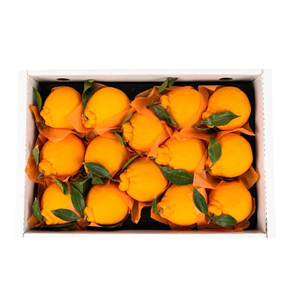 제주 한라봉 5kg 제주 한라봉 5kg