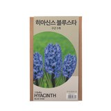 히아신스 구근 / 최소구매 2 - 블루스타 히아신스 구근 / 최소구매 2 - 블루스타