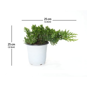 좀눈향 나무 4팩 25cm