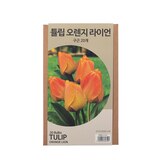 튤립 구근 / 최소구매 2 - 오렌지 라이언