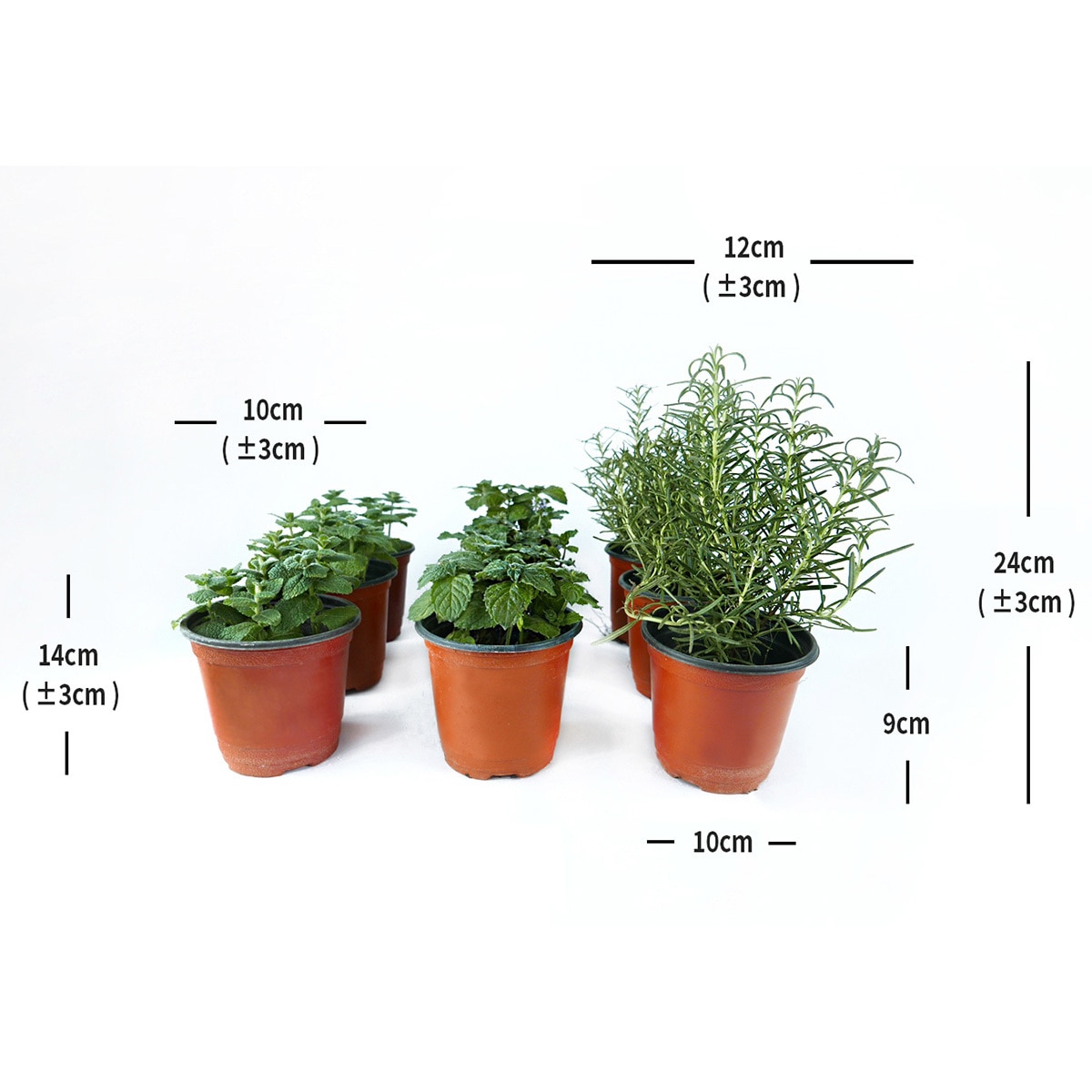 허브식물 9팩 14cm & 24cm