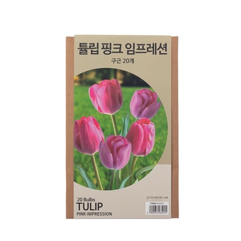 튤립 구근 / 최소구매 2