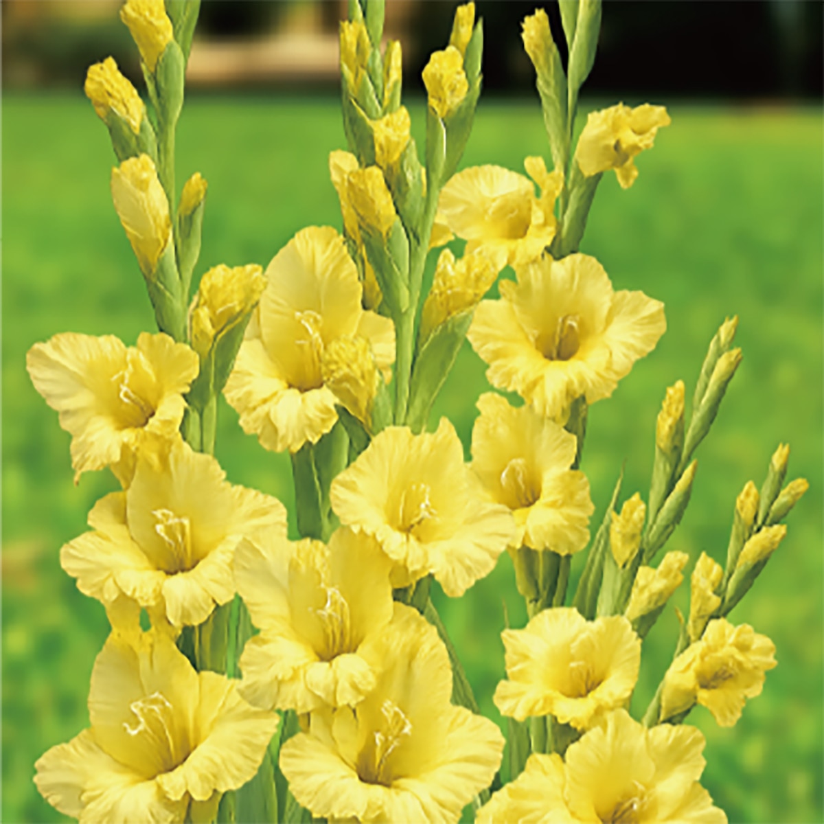 글라디올러스 구근 / 최소구매 2 - 카리스마