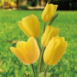 튤립 구근 / 최소구매 2 - 골든 아펠던