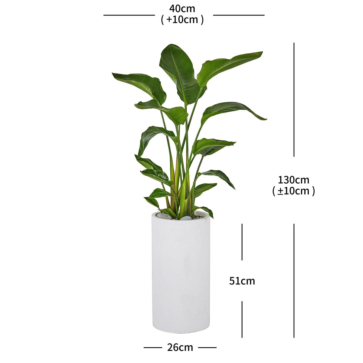 [서울/경기배송]여인초 130cm - 화이트 화분