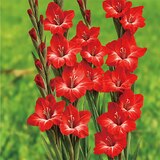 글라디올러스 구근 / 최소구매 2 - 트레이더혼 글라디올러스 구근 / 최소구매 2 - 트레이더혼