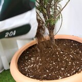 마오리 분갈이흙 20L X 2PK 마오리 분갈이흙 20L X 2PK