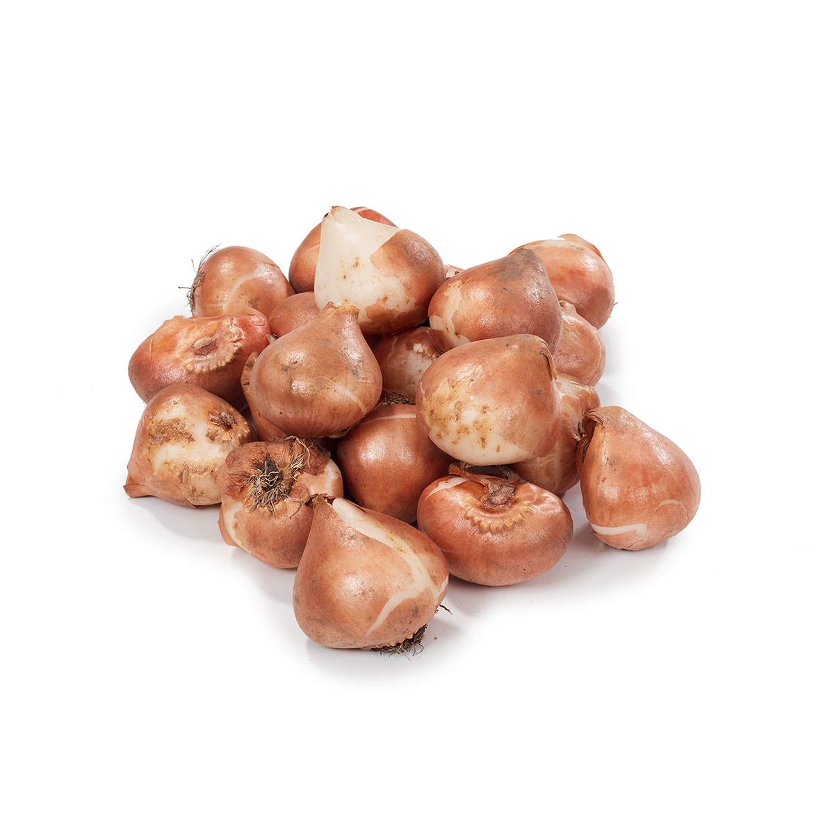 튤립 구근 / 최소구매 2 - 골든 아펠던