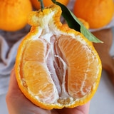 제주 한라봉 선물세트 3kg (6~9입)