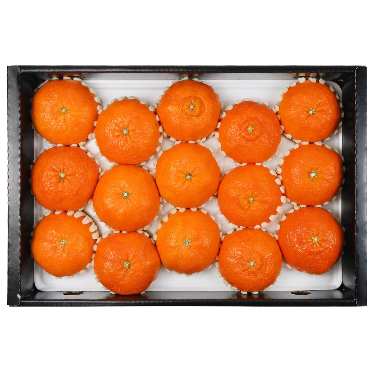 제주 레드향 선물세트5kg(10~18입)